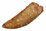 Serrated Carcharodontosaurus Tooth - Huge Dinosaur Tooth #351736-1